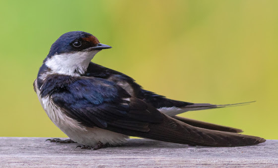 White-Throated Swallow at Intaka Island