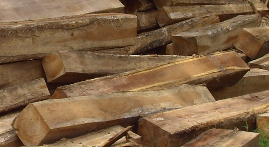 jenis jenis kayu  jati  yang berkualitas diindonesia 