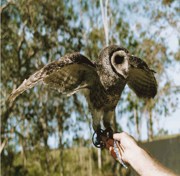 Its a subspecies of owls, it's size is less than the greater sooty's so its names lesster sooty. they are one of the predator birds and mainly feeds on rats, rabbits and snakes. Serving greatly to the Nature.