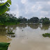 Sawahnya Kembali Terendam Banjir,Petani Sawah di Tanah Abang  Menjerit Kehabisan Modal Tanam