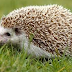 Amazing Hedgehog