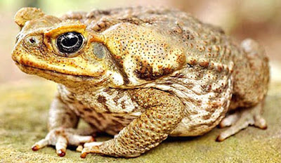 morfologi kodok Bufo sp