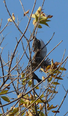 starling flying behind starlings sitting