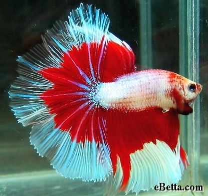 Golden Life ®: Sesape minat ikan pelaga??