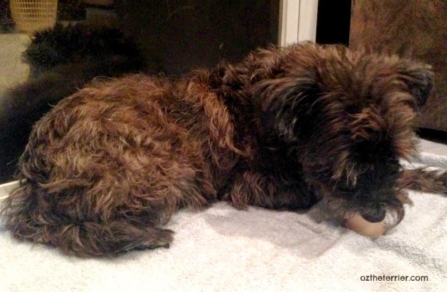 Oz the Terrier chews raw recreational bones as part of his dog dental health routine