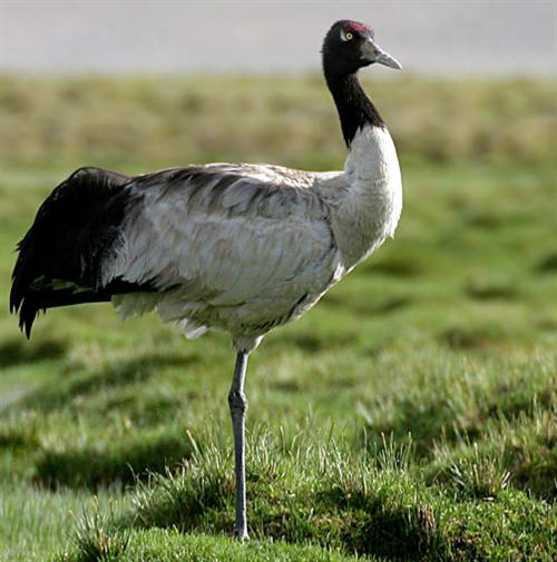 Indian Birds and Harbels : Black-necked Crane State Bird of Jammu &amp; Kashmir