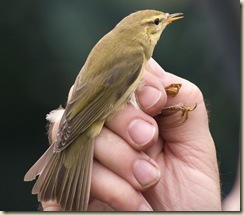 reed warbler