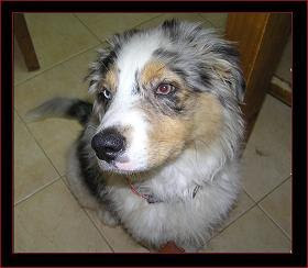 pastor australiano blue merle