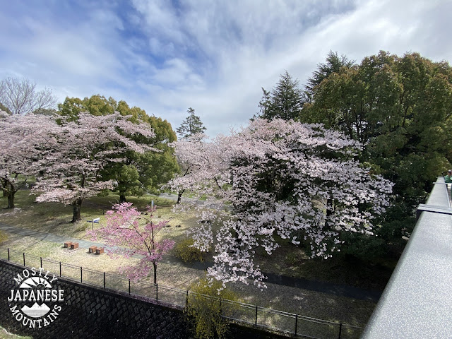 Showa Park Sakura