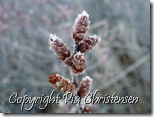 Rimfrost 1. april 2012 