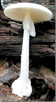 Amanitas – Destroying Angel 