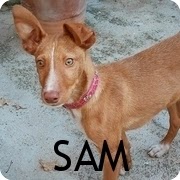 http://yopodenco.blogspot.com/2015/03/adopta-un-podenco-sam-almagro-ciudad.html