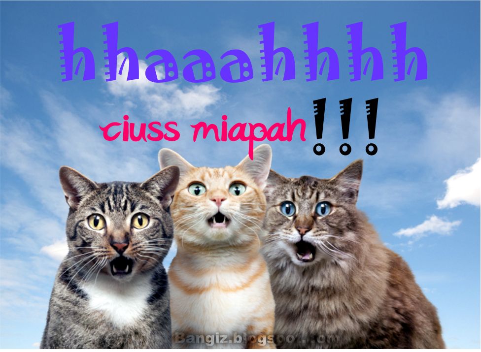 21 Wallpaper Gambar Kucing Dengan Kata Kata Bangiz