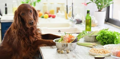 Ingredientes Peligrosos para Perros en la Cocina Humana: Lo que Debes Saber para Proteger a tus Mascotas