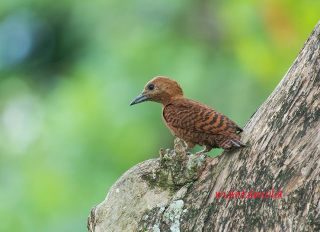 Rufous Woodpecker (Celeus brachyurus)