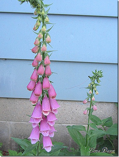 Foxgloves