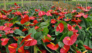 O antúrio é uma planta ornamental com boa adaptação às diferentes regiões brasileiras. É cultivado em todo o Brasil, sobretudo em lugares que apresentam ambiente úmido e fresco.