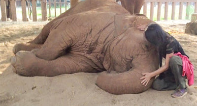 Elephant Falls Asleep Every Time Caretaker Sings Her Lullaby
