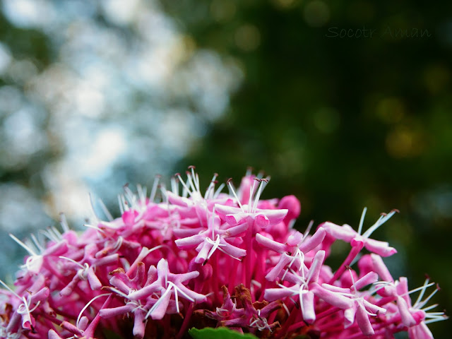 Clerodendrum bungei