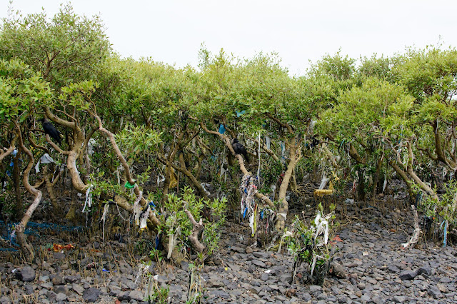 Trash-wrapped mangroves in Mumbai.