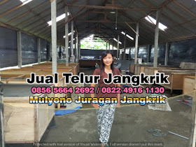 Jual Telur Jangkrik Tujuan Panyabungan Sumatera Utara 085656642692