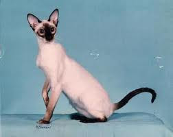 siamese cat color pets kitten animal domestic