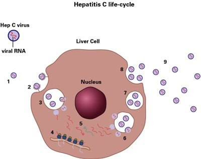 hepatitis c