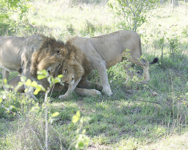 male lions