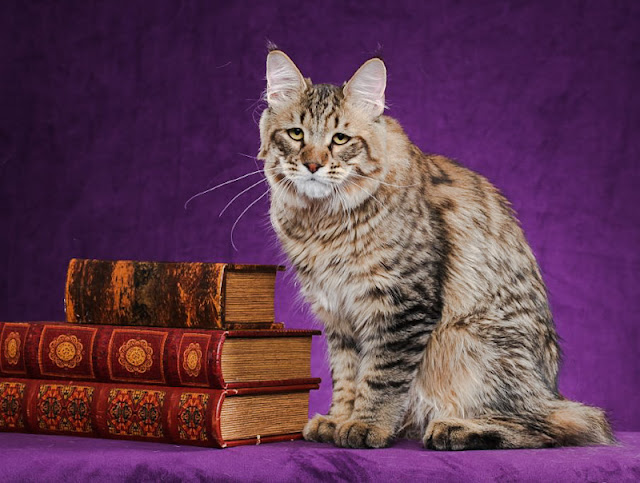 Pixie-bob cat breed is suited to first-time cat owners and kids. Image: copyright Helmi Flick.