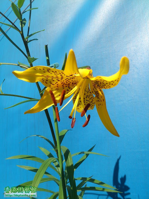Лилия Лейхтлина (Lilium leichtlinii)