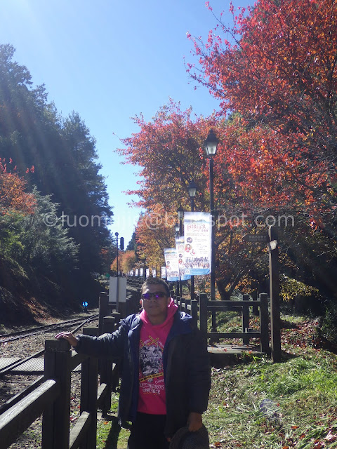 Alishan maple autumn foliage