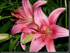 asiatic-pink-710083