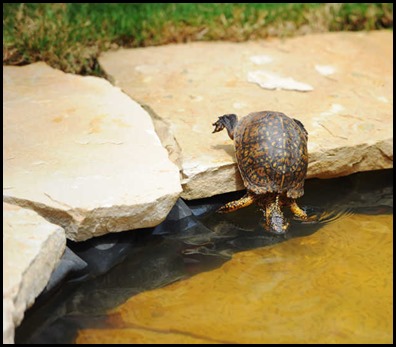 turtle2
