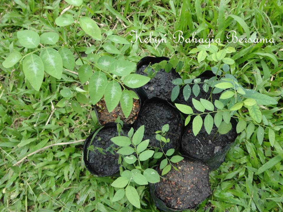 Kebun Bahagia Bersama Anak pokok sayur manis