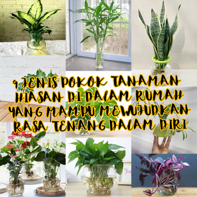  TIPS, TANAMAN POKOK, POKOK HIASAN DI DALAM RUMAH, SNAKE PLANT, POKOK HIJAU BAGI KETENANGAN, POKOK VIRAL,JENIS POKOK TANAMAN YANG SESUAI DI DALAM RUMAH 