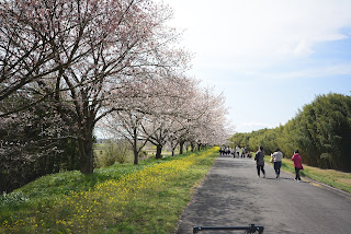 辰ノ口親水公園桜づつみ