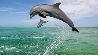 hermosos delfines en el agua