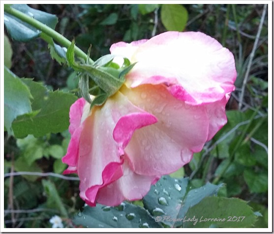 01-23-granada-rose