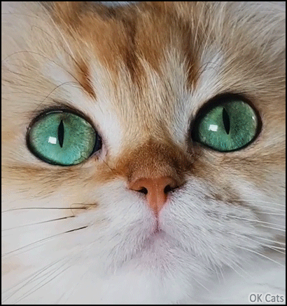 Amazing Cat GIF • Close up on beautiful and unbelievable green eyes of famous 'Smoothie' [ok-cats.com]