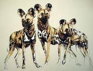 African Wild Dog