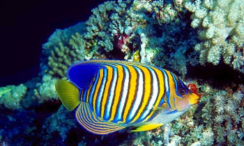 Ikan Hias Angelfish