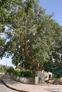 De boom van Zacheüs bij Jericho