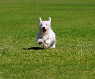 Young Westie dog running towards the camera on grass