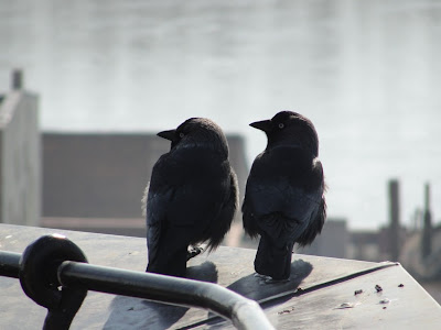 black birds with blue heads