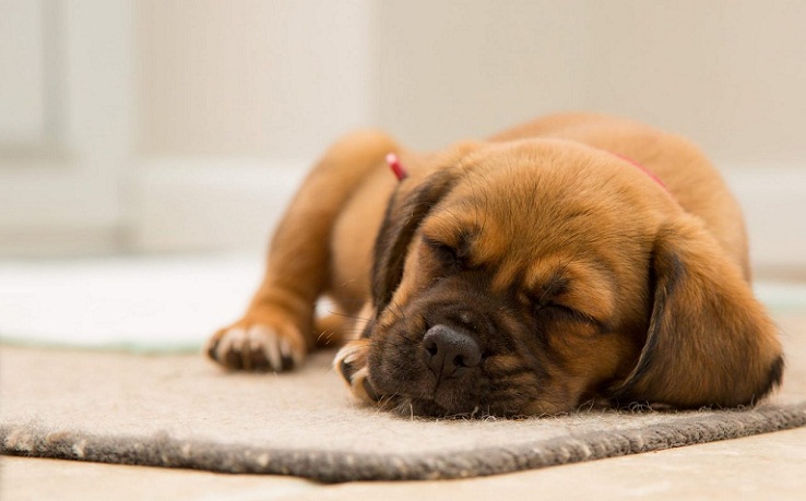 Berdasarkan Studi, Ternyata Anjing Bermimpi Dalam Tidur