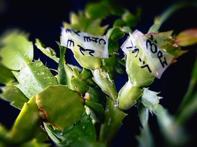 Grafting Schlumbergera Zygocactus Truncata Шлюмбергера Cactus Декабрист Christmas Зигокактус Rhipsalidopsis クリスマスカクタス Buckleyi Orssichiana 圣诞仙人掌 Easter Кактус シャコバサボテン Noël Thanksgiving 复活节仙人掌 Frühlingskakteen Novemberkaktus Рипсалидопсис Weihnachtskaktus デンマークカクタス Osterkaktus Hatiora Zygo Хатиора 蟹爪 Holiday Праздничный Navidad イースターシャボテン Natal Pâques páscoa 蟹爪兰 Pascua Påskkaktus gracias 圣诞节花 Santa Cacti Cacto Kaktusar Crab Opuntioides bloom ガーデニング blooming blossom bud 室内植物 Flora flower フラワー Plant Spring 花 Teresita Våren Vårkaktus フラワーガーデニング