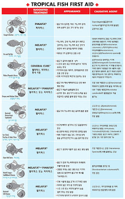 열대어 응급처치 가이드