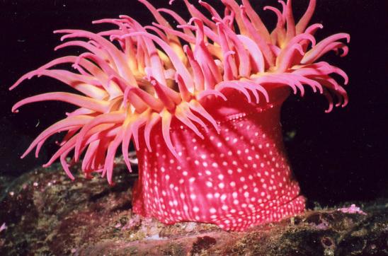 Cnidaria Hewan Berongga yang Memiliki Sengat Salty Light