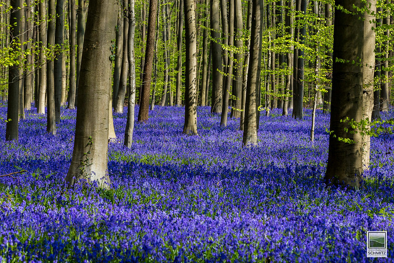 blue forest, forest belgium, belgium forest, forest in belgium, forests in belgium, bluebell forest, bluebells forest, bluebells in forest, hallerbos forest, halle belgium, hallerbos belgium, the blue forest, belgian bluebells, blue forest belgium, hallerbos forest belgium, bluebell forest belgium, the blue forest halle belgium,  belgium bluebell forest