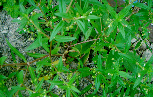 obat anti ular Rumput Obat Herbal Tumor Alami Kanker ! dan Lidah Ular obat anti ular Rumput Obat Herbal Tumor Alami Kanker ! dan Lidah Ular